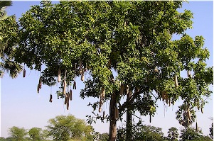 Sausage Tree of Malawi